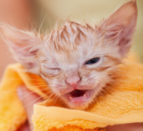 Dry Bath Kitten
